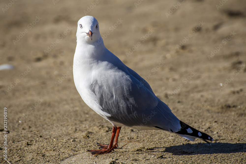 Seagull walking on beach Seagull walking on beach