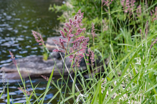 tall purple weeds next to river photo