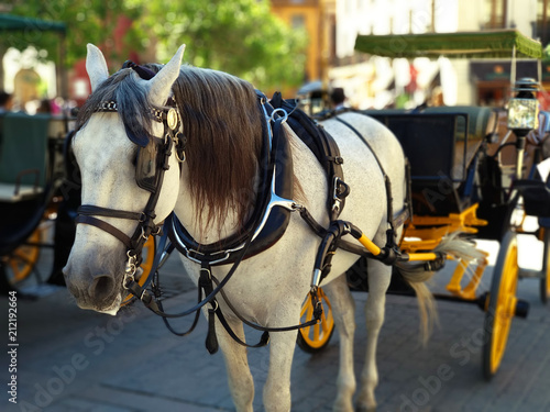 Beautiful white horse pulling a Sevillian carriage. © jramosmi