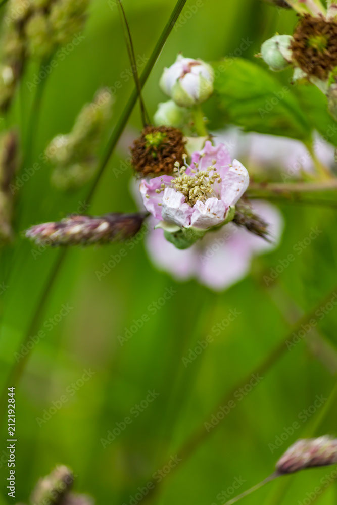 pale pink blooms on berry bushes pale pink blooms on berry bushes