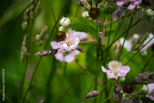 pale pink blooms on berry bushes against dark green background