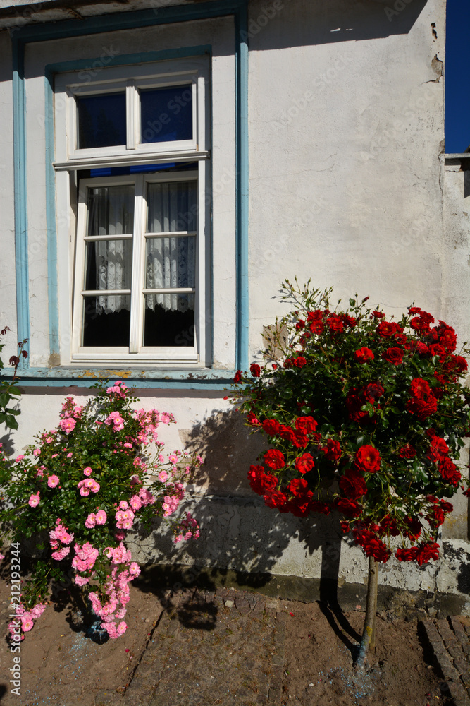 Obraz premium rosa Rosen am Hochstamm, Circus - Rosenstadt Putbus auf Rügen