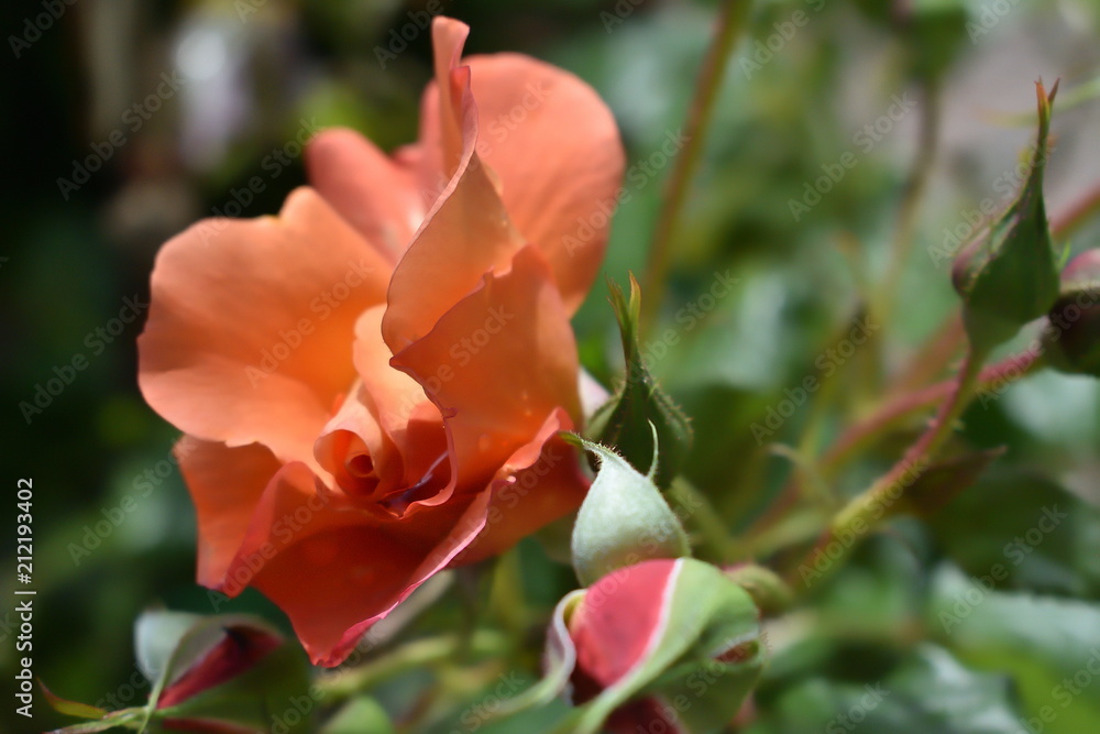 Obraz premium Rose Westerland