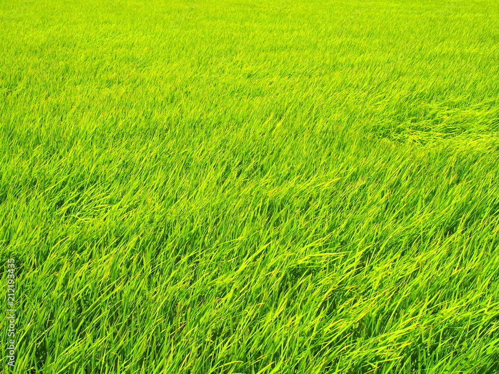 風のある青田風景 風のある青田風景