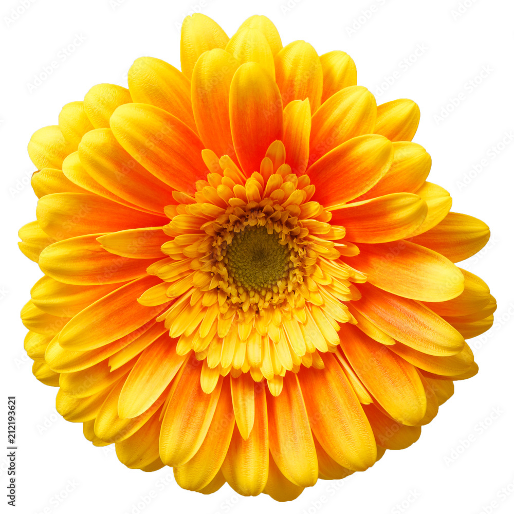 One yellow gerbera flower isolated on white background