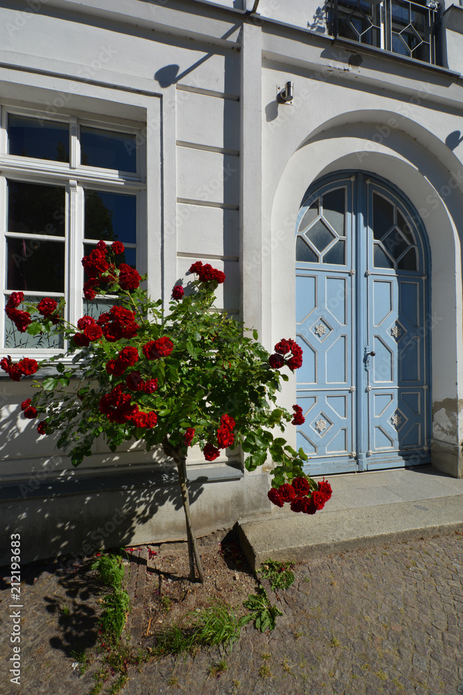 Naklejka premium nostalgische, rote Rosen am Circus - Rosenstadt Putbus auf Rügen