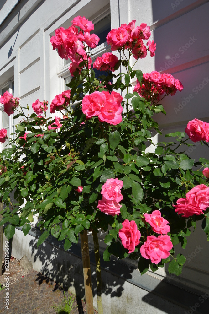 rosa Rosen am Hochstamm, Circus - Rosenstadt Putbus auf Rügen