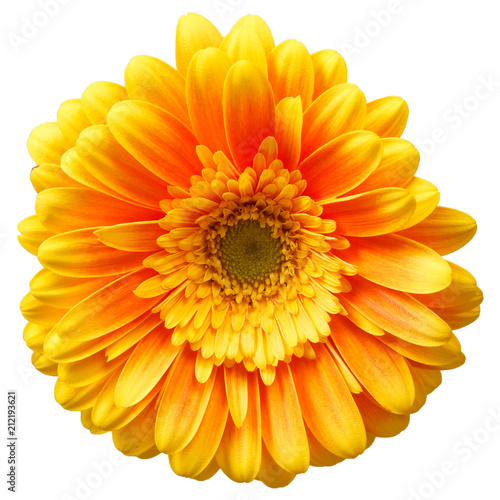 One yellow gerbera flower isolated on white background
