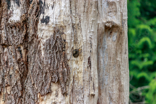 woodpeker check in hole in tree trunk