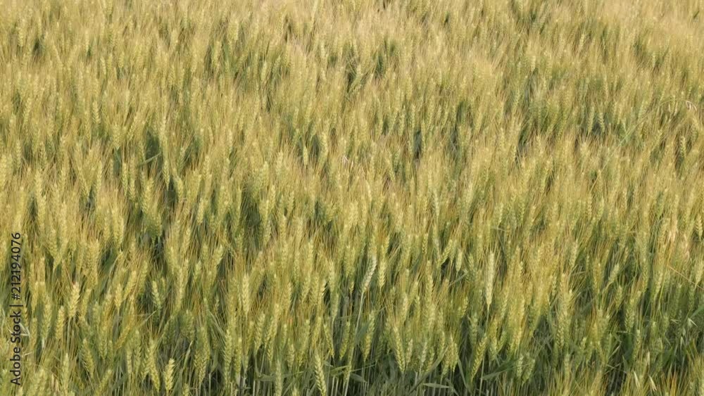 Ears of common wheat Triticum aestivum slow motion video Ears of common wheat Triticum aestivum slow motion video