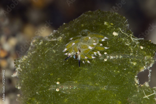 Sheep nudi (Costasiella kuroshimae)and shrimp.  Picture was taken in Anilao, Philippines