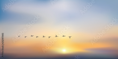 coucher de soleil - soleil couchant - lever de soleil - vol de canard - fond - ciel - soleil - beauté