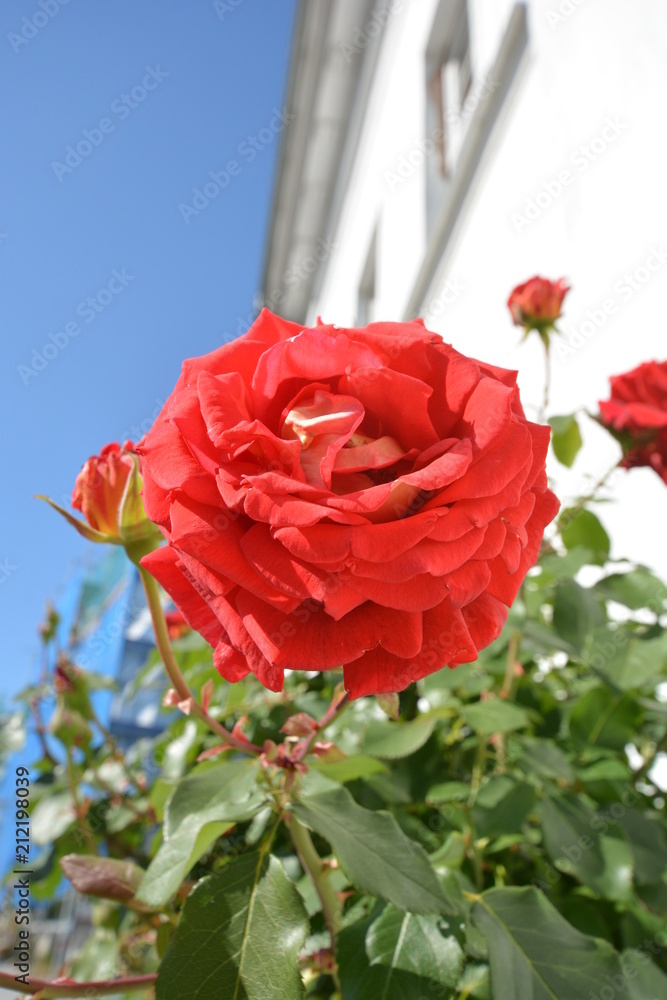 Fototapeta premium Rose 