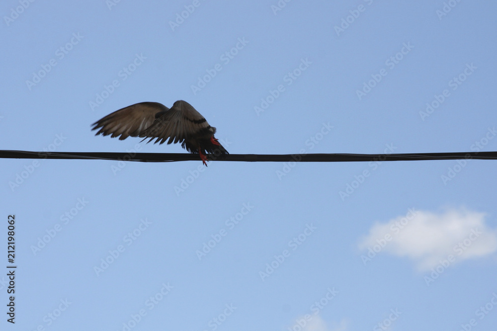 A pigeon (Columba livia) flies over a light cable in an urban area of Mexico. Pigeons and doves are likely the most common birds in the world. A pigeon (Columba livia) flies over a light cable in an urban area of Mexico. Pigeons and doves are likely the most common birds in the world.