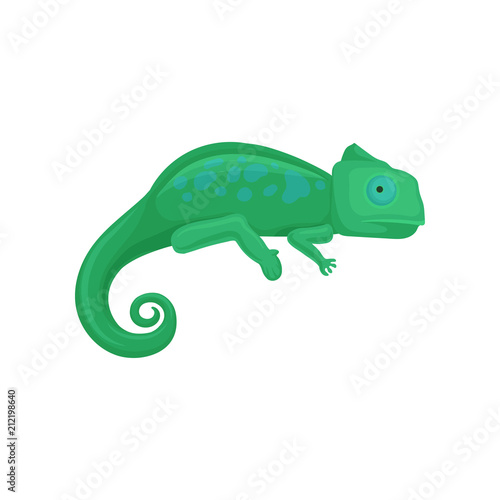 Chameleon amphibian animal vector Illustration on a white background