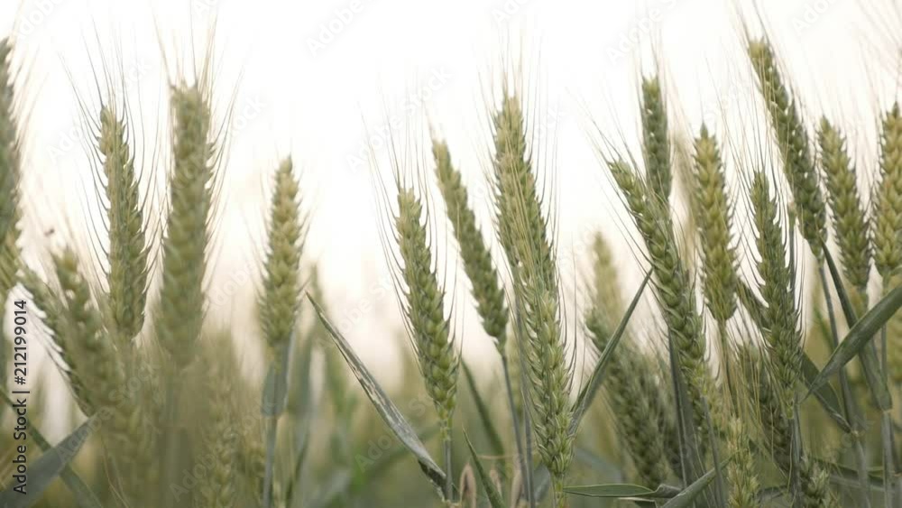 Close-up of common wheat Triticum aestivum slow-mo footage Close-up of common wheat Triticum aestivum slow-mo footage