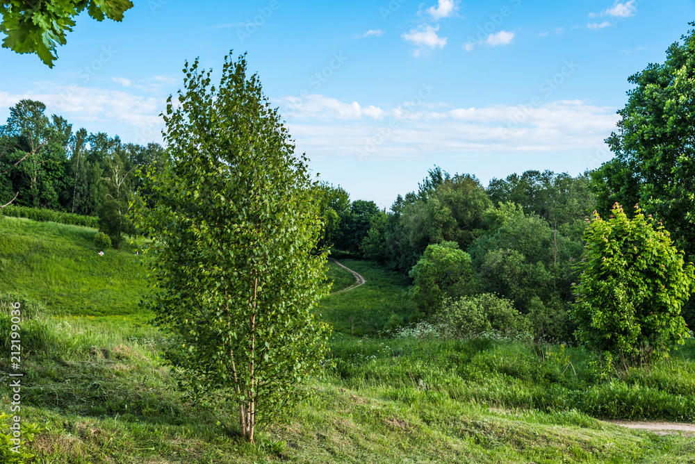 Beautiful summer landscape - birches on a hillside