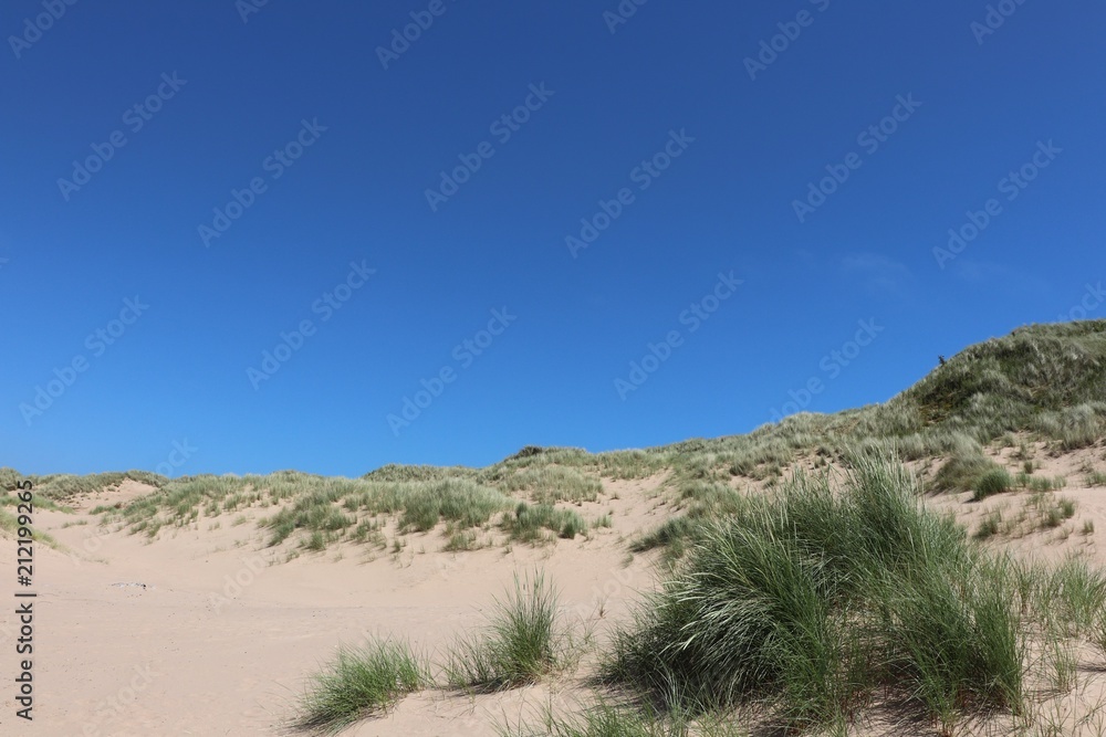 Sand, long Timothy grass and dunes against blue sky with copy space
