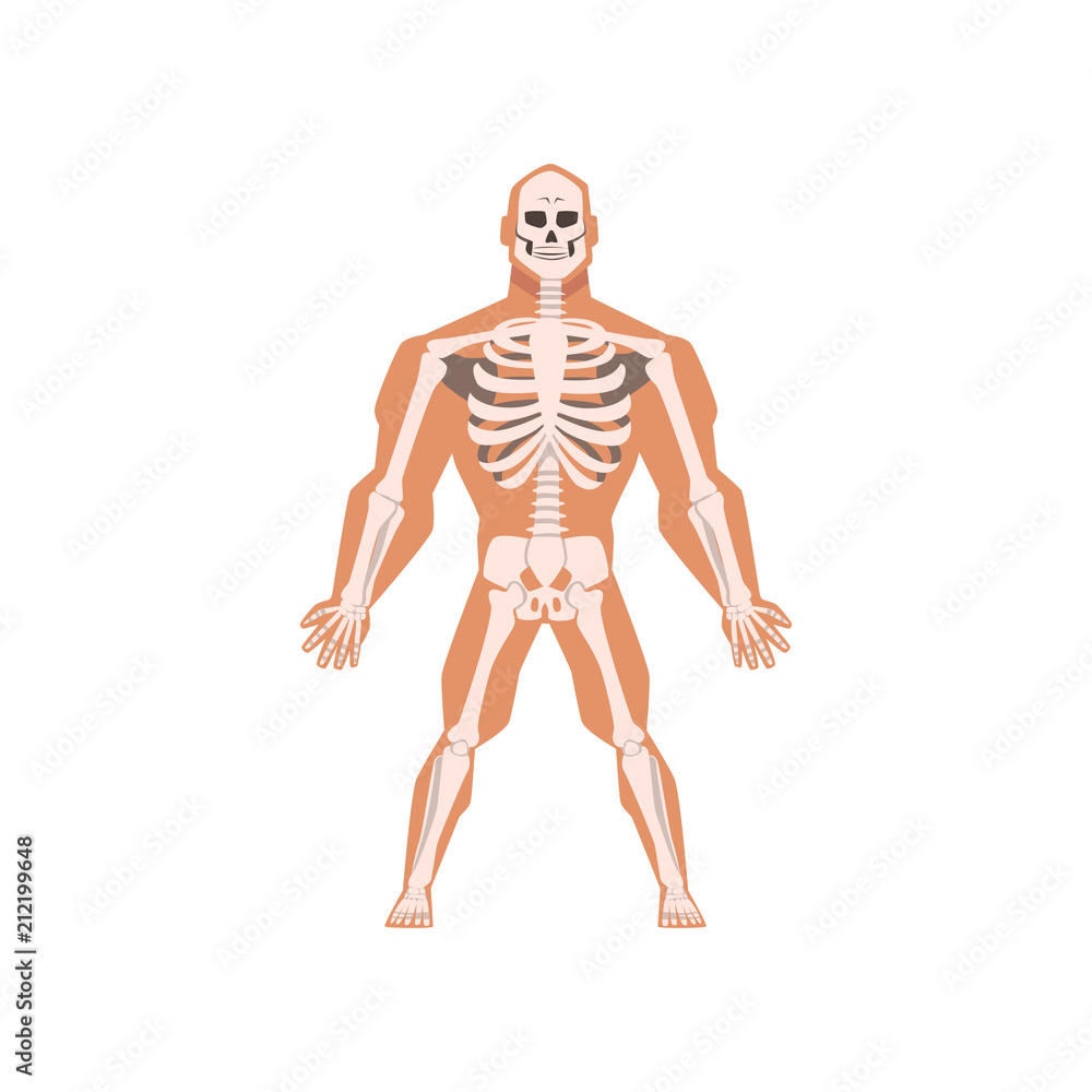 Human biological skeletal system, anatomy of human body vector Illustration on a white background