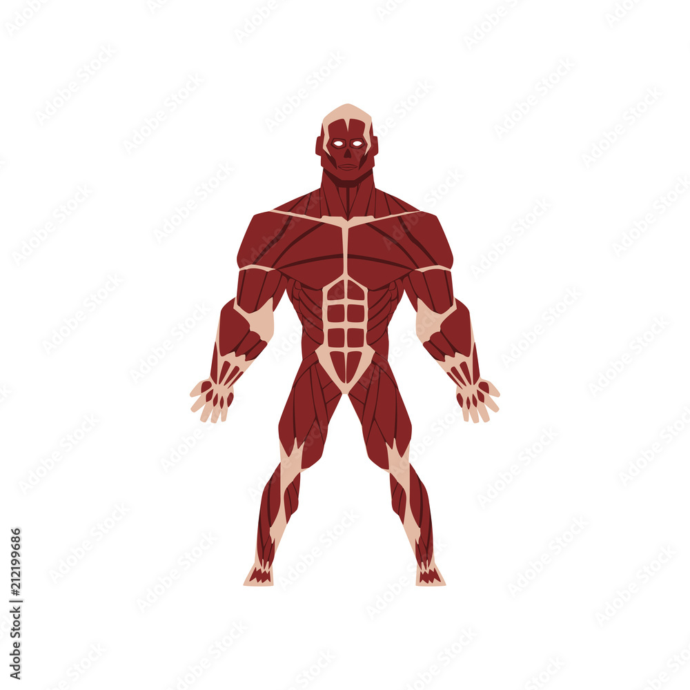 Human biological skeletal system, anatomy of human body vector Illustration on a white background