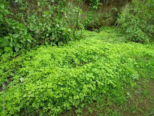 Greenery in Rain