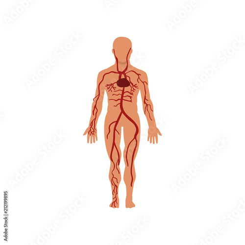 Human circulatory system, anatomy of human body vector Illustration on a white background