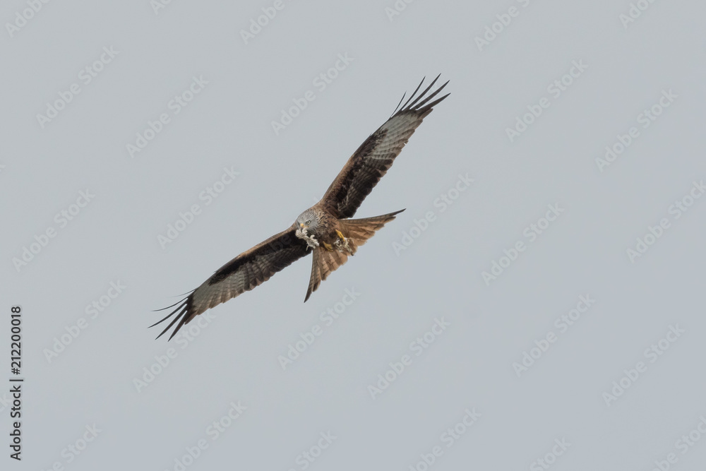 Obraz premium Rotmilan