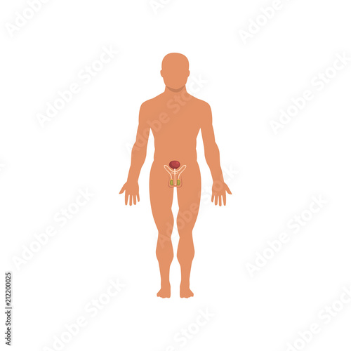 Male sexual system, anatomy of human body vector Illustration on a white background
