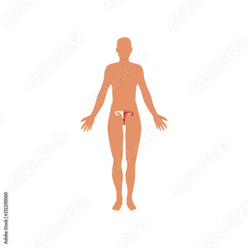 Female sexual system, anatomy of human body vector Illustration on a white background