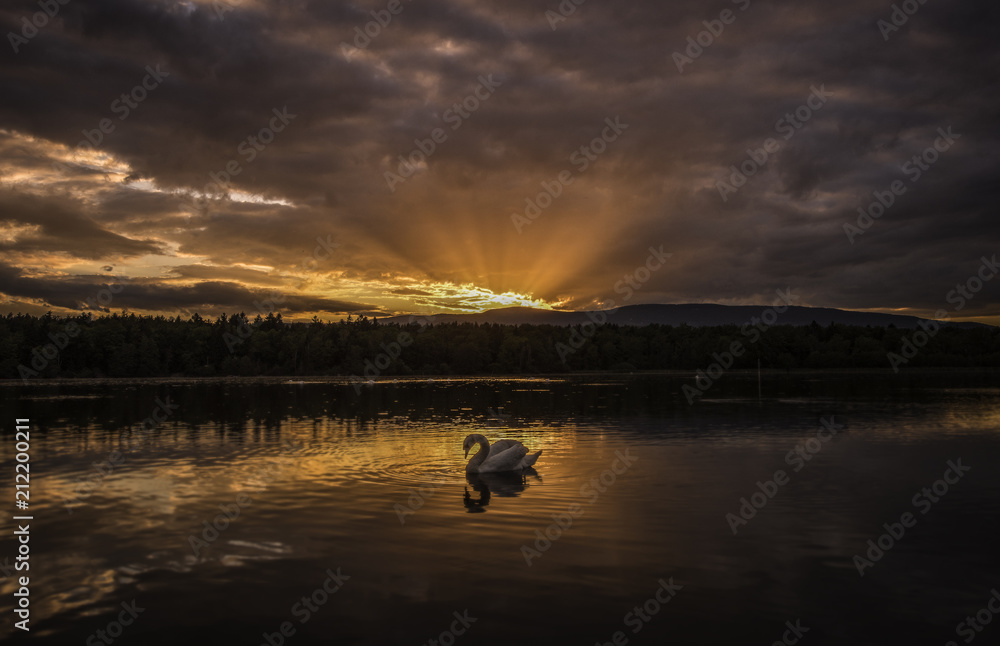Swan sunset