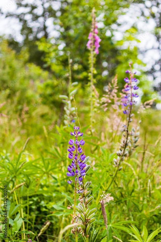 purple foxglove in grass purple foxglove in grass