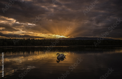 Swan sunset