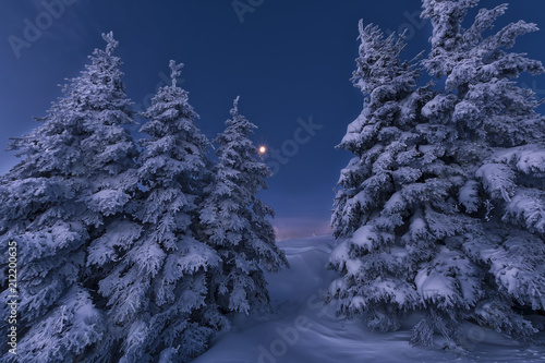 Winter tree