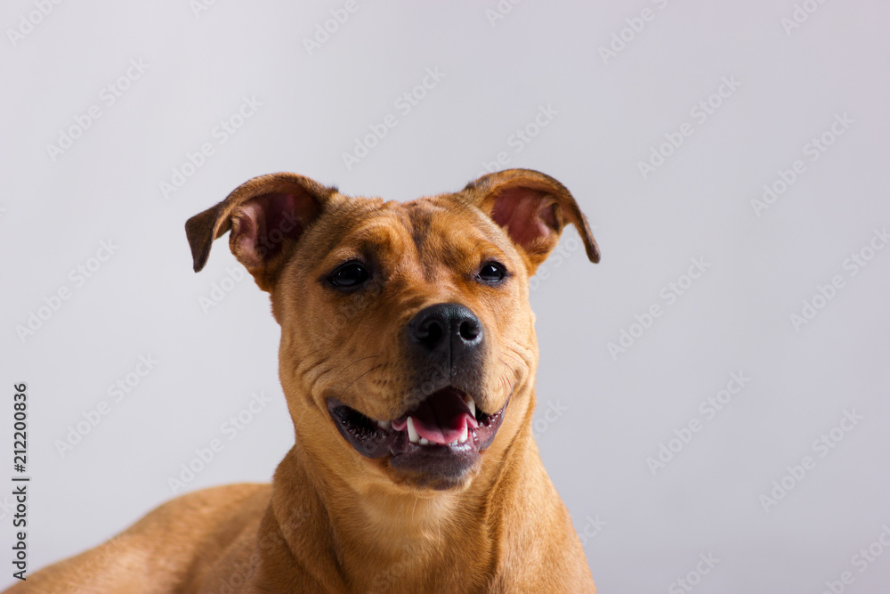 Red pitbull on white Red pitbull on white