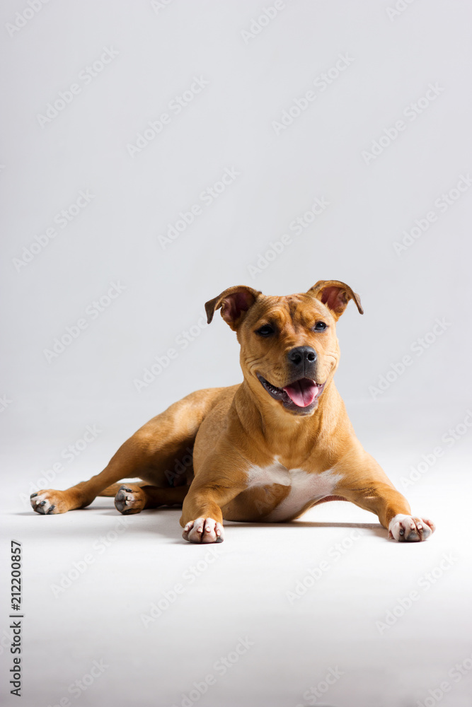 Red pitbull on white Red pitbull on white