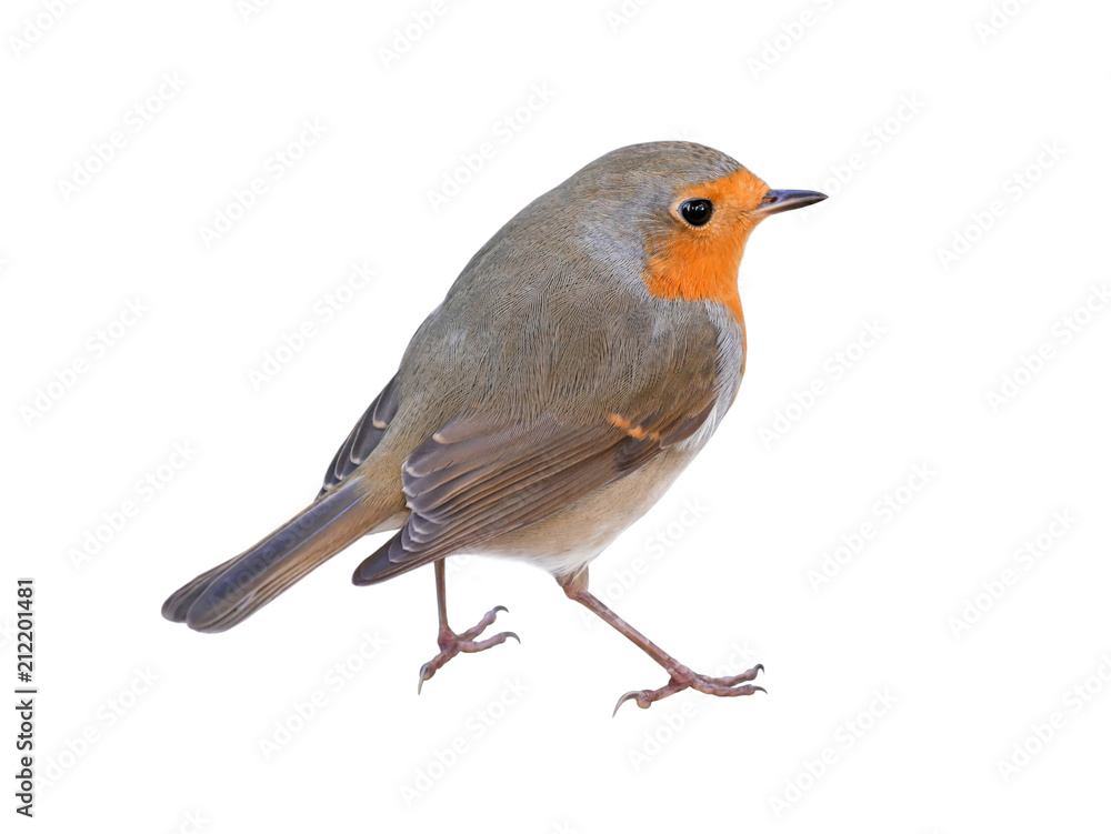 Robin (Erithacus rubecula) isolated on white background Robin (Erithacus rubecula) isolated on white background