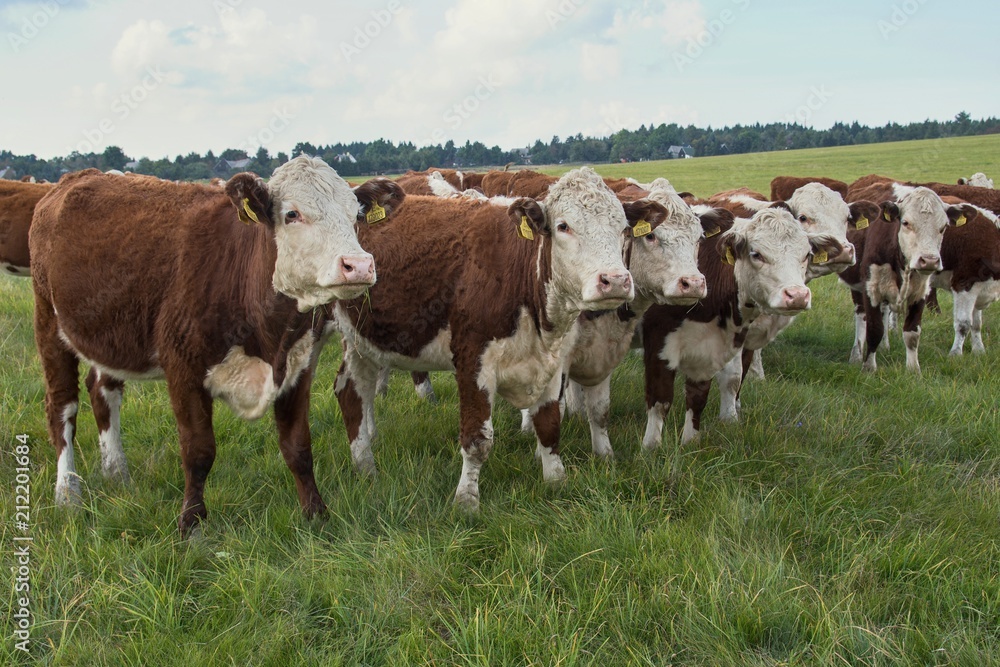 Herd of cows on pasture. Herd of cows on pasture.