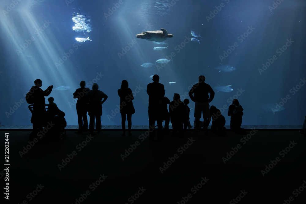 Visitors to an aquarium observe the Green sea turtle (Chelonia mydas) Sea turtles travel across the open ocean. Females return to the same beach each year, using magnetic clues as a map back home. Visitors to an aquarium observe the Green sea turtle (Chelonia mydas) Sea turtles travel across the open ocean. Females return to the same beach each year, using magnetic clues as a map back home.