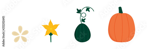 Vector cartoon illustration of pumpkin, squash life cycle throughout the growth season.
