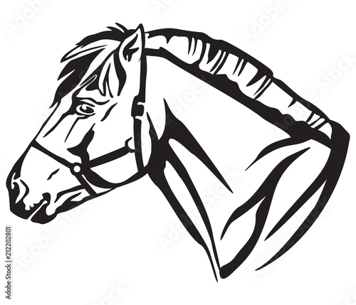 Decorative portrait of Norwegian fjord pony vector illustration