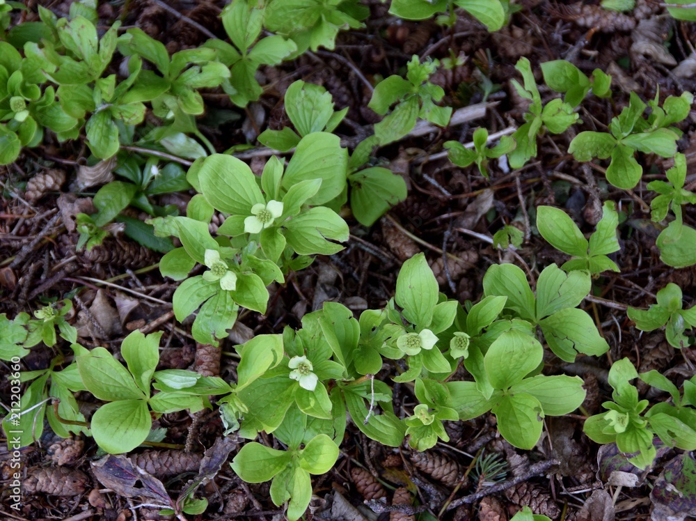 closeup of bunchberry in the forest, early Spring closeup of bunchberry in the forest, early Spring