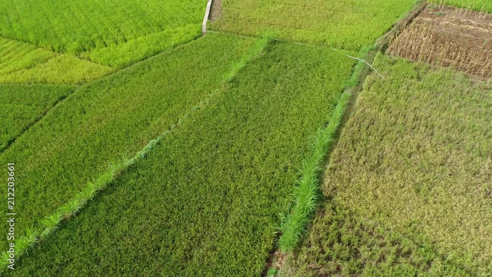 Paddy field harvest and farming activities by local farmers aerial view at daytime, Yogyakarta, Indonesia Paddy field harvest and farming activities by local farmers aerial view at daytime, Yogyakarta, Indonesia