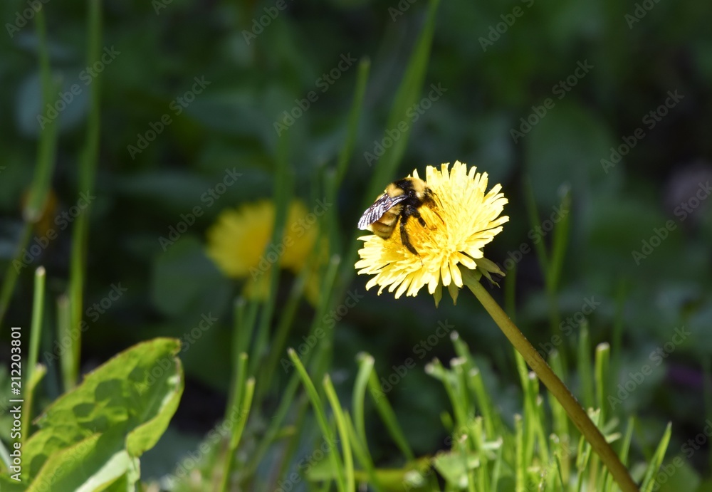 closeup of a bumblebee collecting pollen and nectar on a dandelion flower closeup of a bumblebee collecting pollen and nectar on a dandelion flower