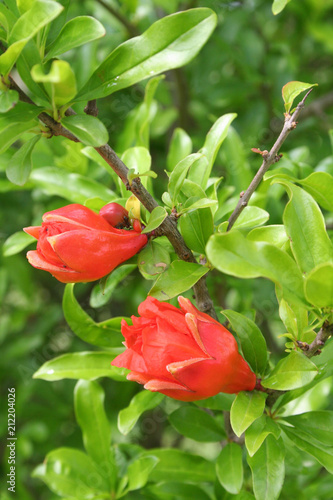   Pomegranate flowers on bush in the garden. Punica granatum © saratm