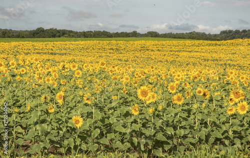 Field of sunflowers © Keasler Photography