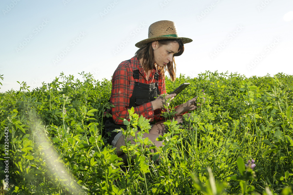 Young farmer or agronomist woman examine the clover field