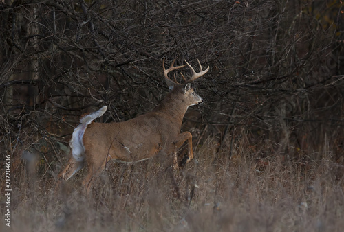White-tailed deer buck running in a meadow in autumn rut in Canada