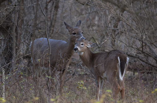 White-tailed deer doe and fawn greeting each other