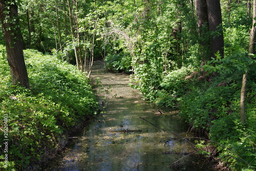 park with an old stream and trees