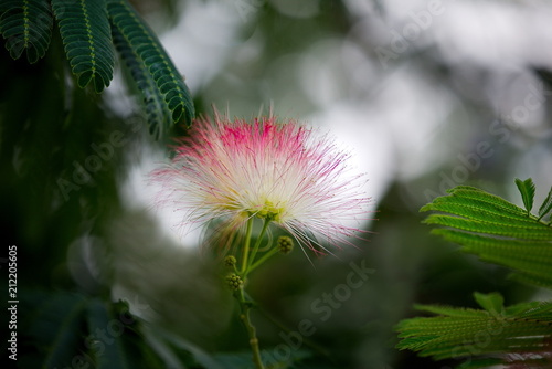 Flowers and foliage to lighten our lifves